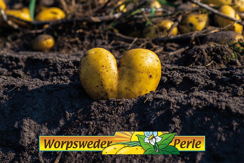 worpsweder perle