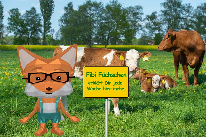 fibi füchschen