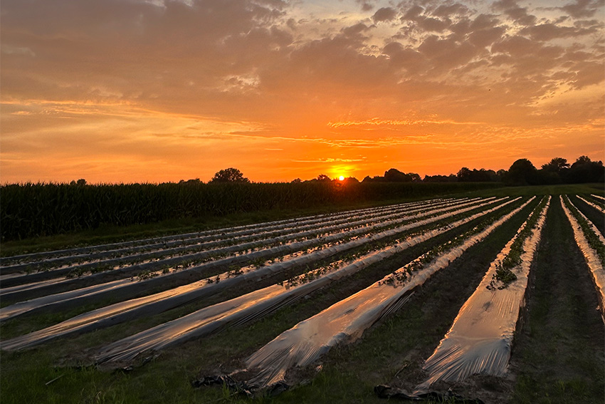 Bauernregeln mit fibi